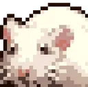 Rat