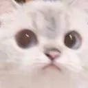 catConcern catConcern
