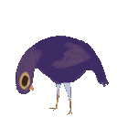 pigeon_headbang Discord Emoji