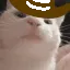 cowboyCatjam cowboyCatjam