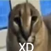 XD