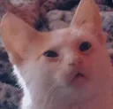 meme_kitty_high