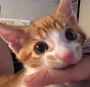 Catastrophe_Nom