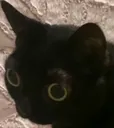 ono