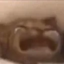 CatSob