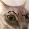 cateyebrow