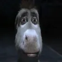 donk donk