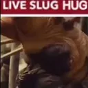 liveslughug