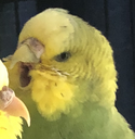 screm Discord emoji
