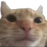 866120958174822450