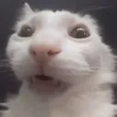 leroybarkley