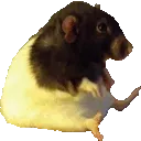 rat_HD_sitting