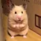 hammy