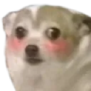 dogblush