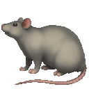 rat_Apple