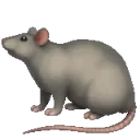 rat_Apple