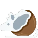 rat_coconut