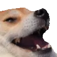 dogekek