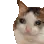 UN_CatNice