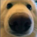 dog dog