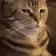 catsus
