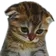 sadcat