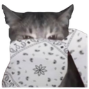 whitebandanacat Discord emoji