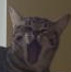 zLegacy_BigYawn Discord emoji