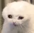 gatopain