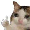 SadCatThumbs