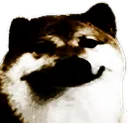 cursedbork cursedbork