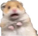 AUHamsterShock