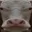 CringeCow