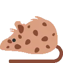 cookie_rat cookie_rat