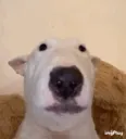 clindoeil clindoeil
