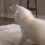 CC_Cat_Twerk