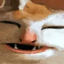 fatcat fatcat