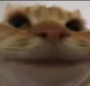 gatonormal