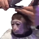 MonkeyHaircut
