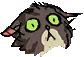 kot