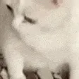 catbarf