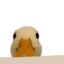 lurkingducc