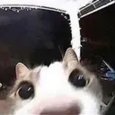 __