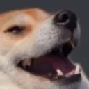 dogelolololololol