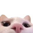 CatPeek