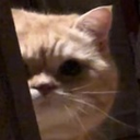 xx_kittypeek Discord emoji