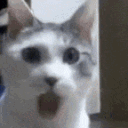 xx_kittyshock Discord emoji