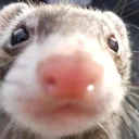ferret_stare
