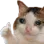 catsadthumbsup Discord Emoji