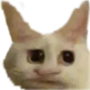 catwth catwth